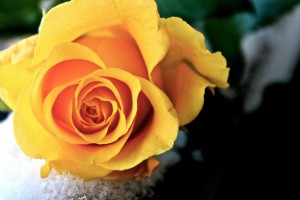 beautiful_yellow_rose_by_marydos1997-d5v46hf