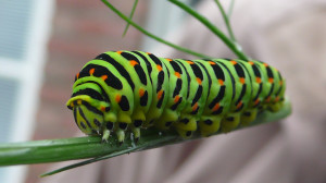 Papilio_machaon